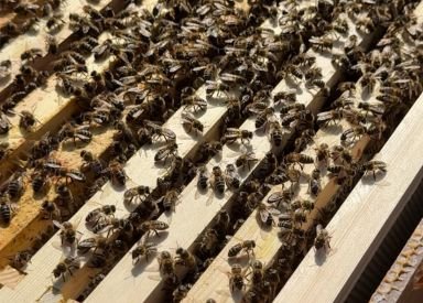Bee move in www.horwoodhouse.co.uk